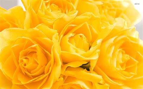 Yellow Rose Wallpaper (67+ images)