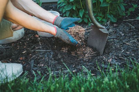 How to mulch your vegetable garden on the cheap