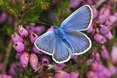 BBC - In pictures: Suffolk Wildlife Trust's Blaxhall success