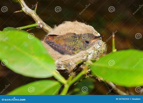 Young Rufous-tailed Hummingbird in Nest Stock Image - Image of nature, closeup: 54702353