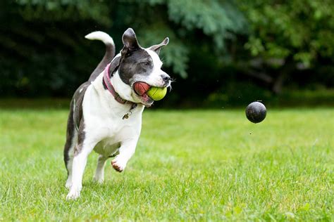 Nail Your Dog Photography Action Shots Every Time | Fstoppers