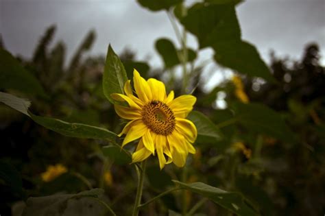 AP Cuba Flower Vendor Photo Essay