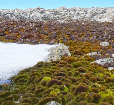 Climate change kills Antarctica's ancient moss beds - BBC News