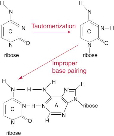 DNA Replication and Repair: DNA Proof-Reading and Repair | SparkNotes