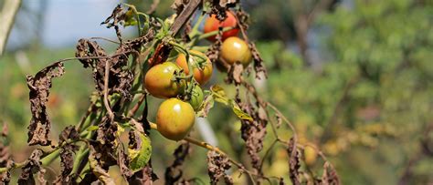 23 Common Tomato Plant Problems and How to Fix Them