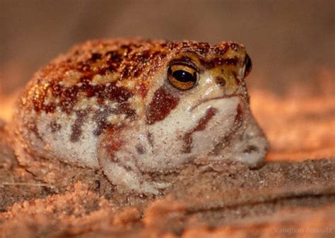 Bushveld_Rain_Frog_3-001 - Africa Geographic