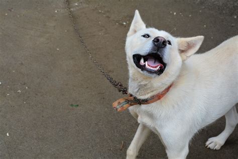 Free Images : puppy, dirt, smile, friends, vertebrate, yard, dog breed, hokkaido, akita inu ...