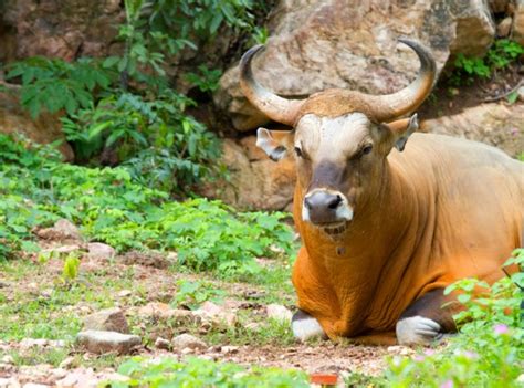 banteng jawa Khas ( Jawa Indonesia.) ~ hewan-hewan