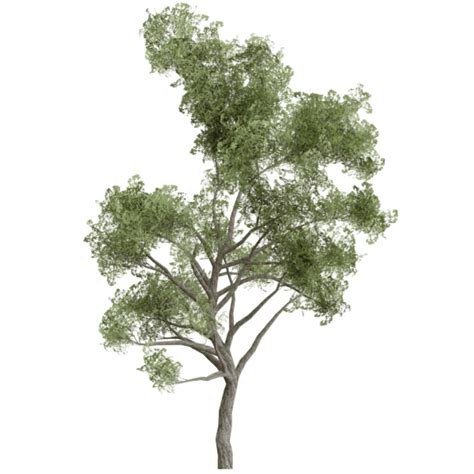 Forest Tree Transparent, Forest Tree, Tree, Forest PNG Transparent ...