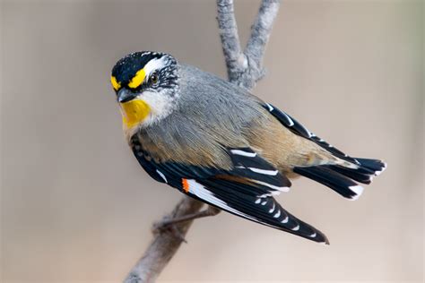 Striated Pardalote - WildNature Photo Expeditions