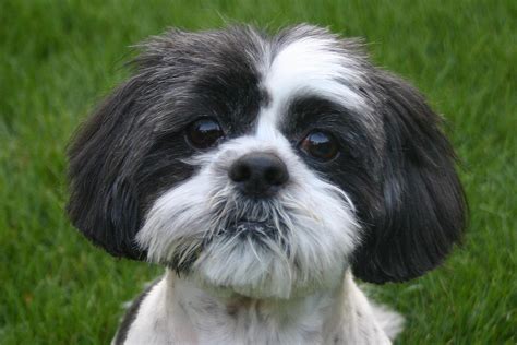 Cutie shih tzu dog wallpapers and images - wallpapers, pictures, photos