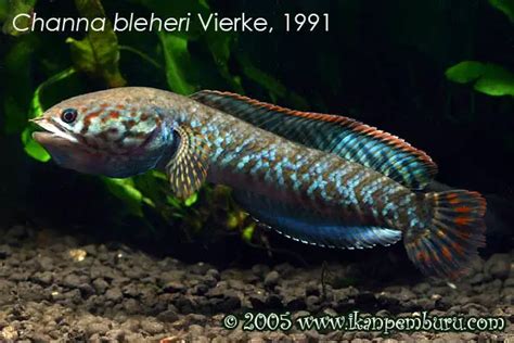 Channa bleheri – Rainbow snakehead — Seriously Fish