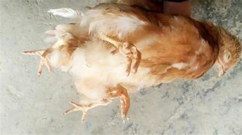 This 4-legged chicken is safe to eat, says farming official | Mashable