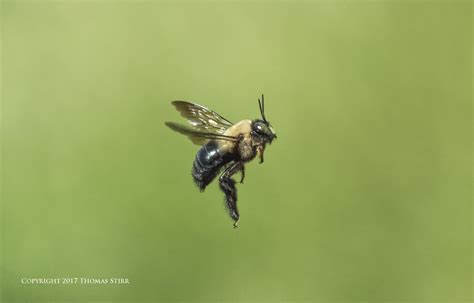 Photographing Bees In-Flight Hand-Held - Small Sensor Photography by ...