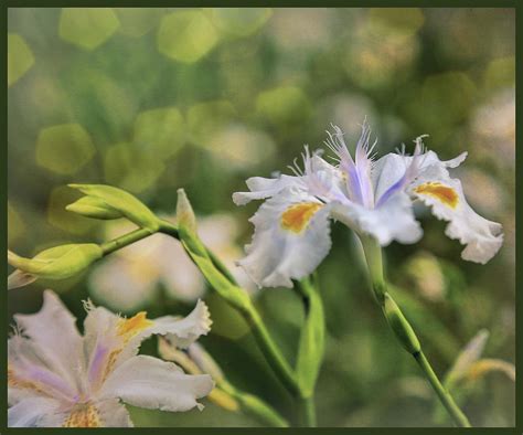 Fairy Wings Photograph by Judy Vincent - Fine Art America