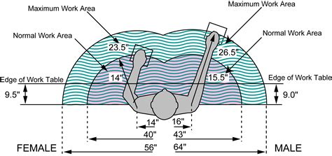 Anthropometry | US Ergonomics