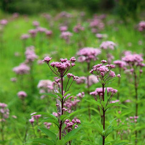 Eupatorium Seeds - Eupatorium Maculatum Joe Pyeweed Flower Seeds