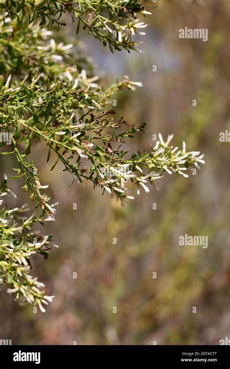 Baccharis pilularis hi-res stock photography and images - Alamy