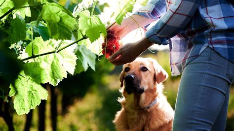 Can Dogs Eat Grapes: Risks, Treatment and More