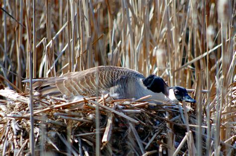 Canada-Goose-nesting – Jerry E. Reed