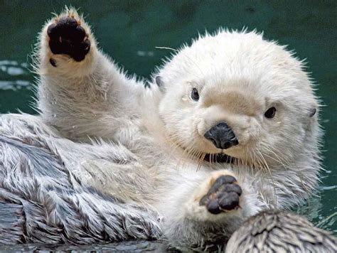 Cute Baby Sea Otter - Baby Animal HD wallpaper | Pxfuel