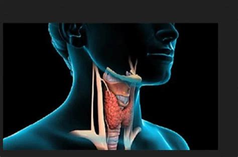 Thyroid Problems Treatment Service at best price in Dehradun | ID: 18901263173