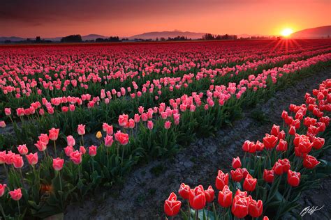 F324 Sunset in the Daffodils, Skagit Valley, Washington | Randall J Hodges Photography