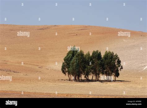 Traditional Alentejo landscape, Portugal Stock Photo - Alamy