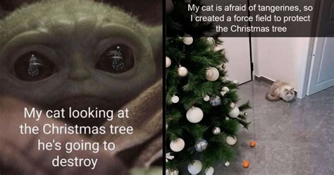 Funniest Christmas Cat Memes for Feisty Felines That Are Going to Be in ...