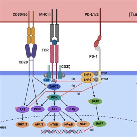 Schematic illustration of Bispecific T-cell Engager (BiTE) structure... | Download Scientific ...