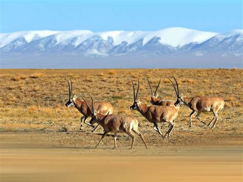 Tibetan antelope are being poached to make scarves