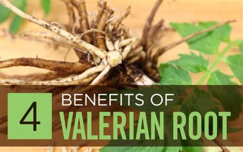 The Benefits of Valerian Root Supplements – IronMag Bodybuilding ...