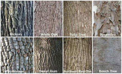 Image result for hickory tree bark identification #outdoorwood | Tree bark identification, Tree ...