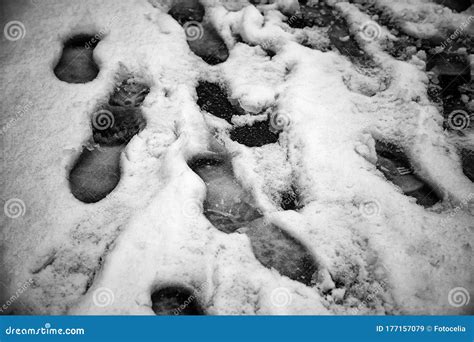 Footprints in snow stock image. Image of activity, shoe - 177157079