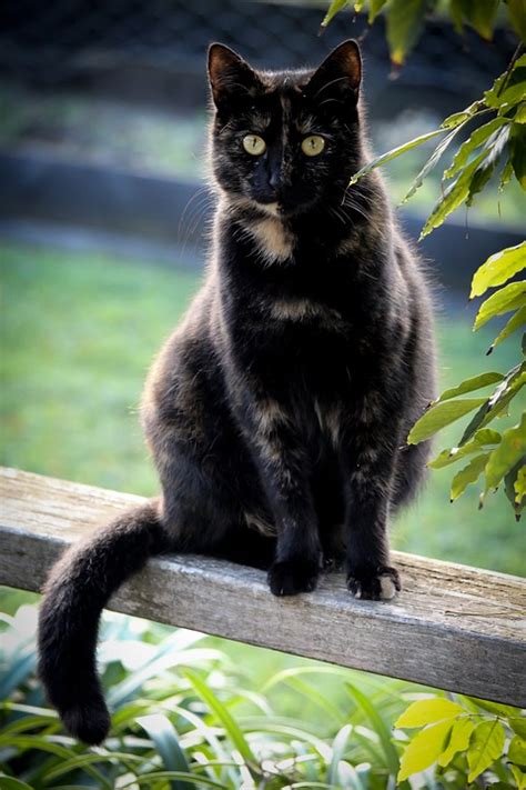 Tortoiseshell Cat Facts with Pictures