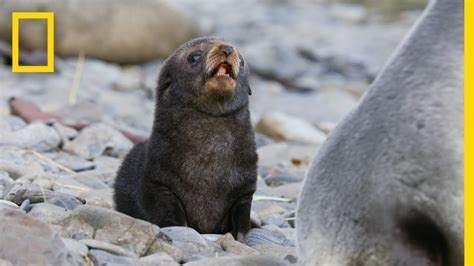 Baby Leopard Seal Pups