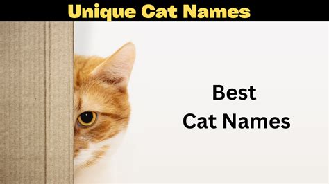 Unique Cat Names 2023 Popular Cool Beautiful Male Female Cat Names