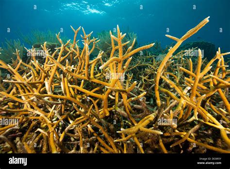 Staghorn Coral (Acropora cervicornis) on a tropical reef off the island ...