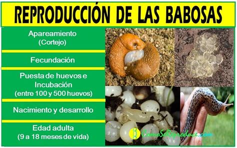 ¿Cómo se reproducen las babosas? | Ciclo vida - Como se reproduce