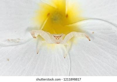 Macro Photography White Crab Spider Camouflage Stock Photo 1211898817 ...