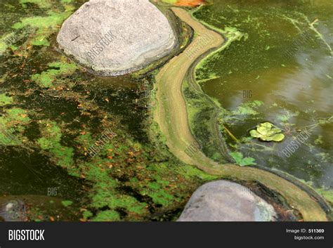 Algae Bloom Image & Photo (Free Trial) | Bigstock