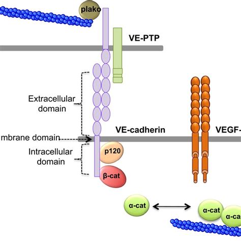 (PDF) Vascular Permeability and Drug Delivery in Cancers