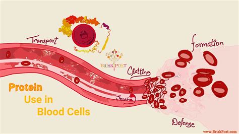 5 Blood Functions Depending on Protein