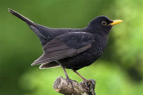 BLACKBIRD (Turdus merula) - songbird factfile