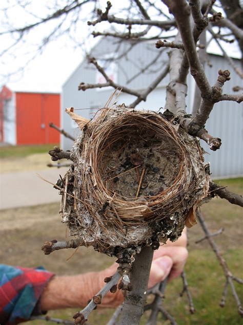 Goldfinch Nest | Explore hyperion327's photos on Flickr. hyp… | Flickr ...