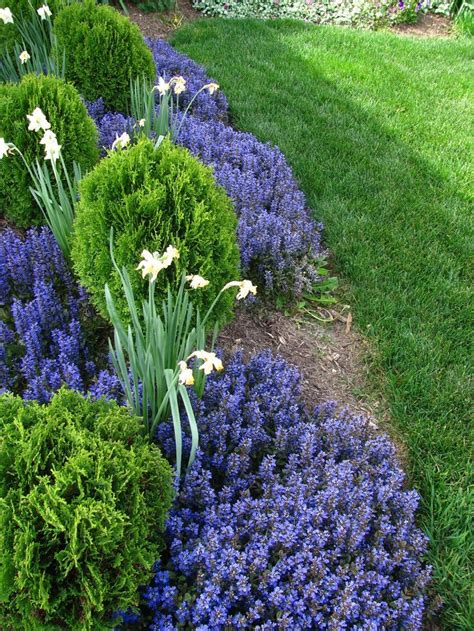 Ajuga ground cover | Ground cover plants, Ground cover, Plants