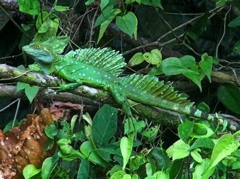 Tortuguero wildlife Basilisk Lizard, Tortuguero National Park, Eco ...