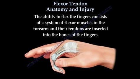 Flexor Tendon Anatomy And Injury - Everything You Need To Know - Dr. Nabil Ebraheim - YouTube