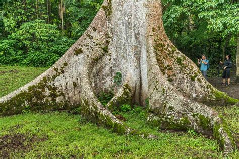 Ceiba Was the Maya Symbol of the Universe