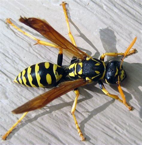 Paper Wasps | Texas Apiary Inspection Service (TAIS)